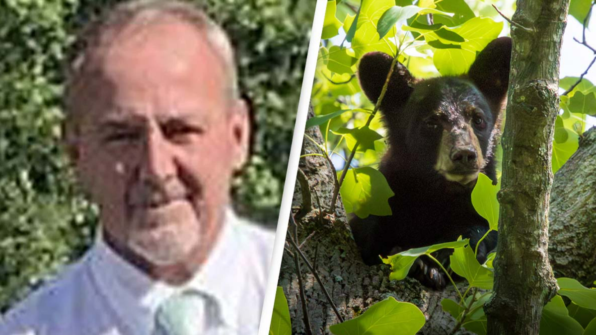 Hunter dies after bear shot in tree falls on him