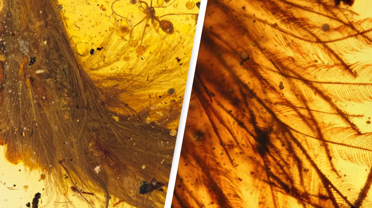 Scientists discover well-preserved dinosaur tail in amber - World News ...