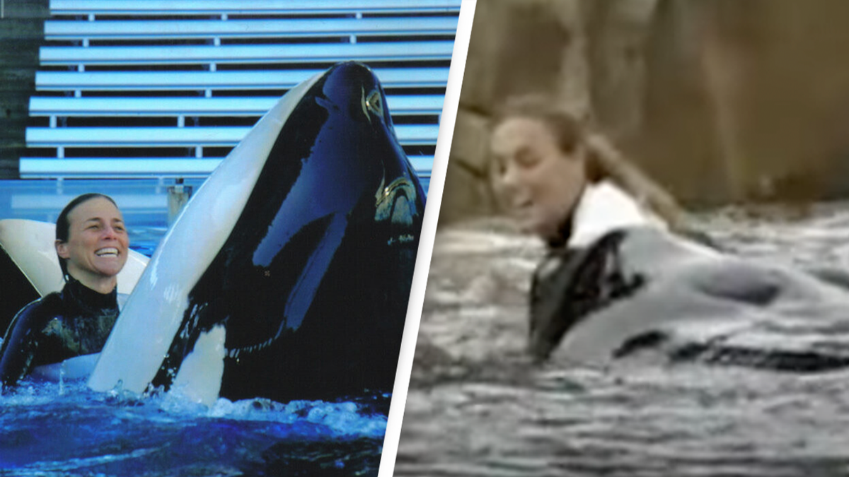 Deadly history behind orca which dragged SeaWorld trainer into water ...