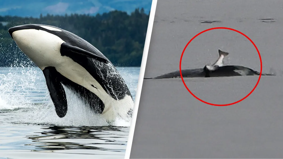 Scientists baffled as orcas start wearing salmon as 'hats' again for the first time in 40 years