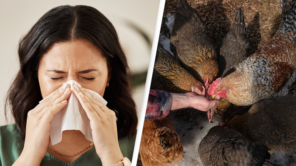 The 10 most common symptoms of bird flu to look out for as state of emergency declared in USA