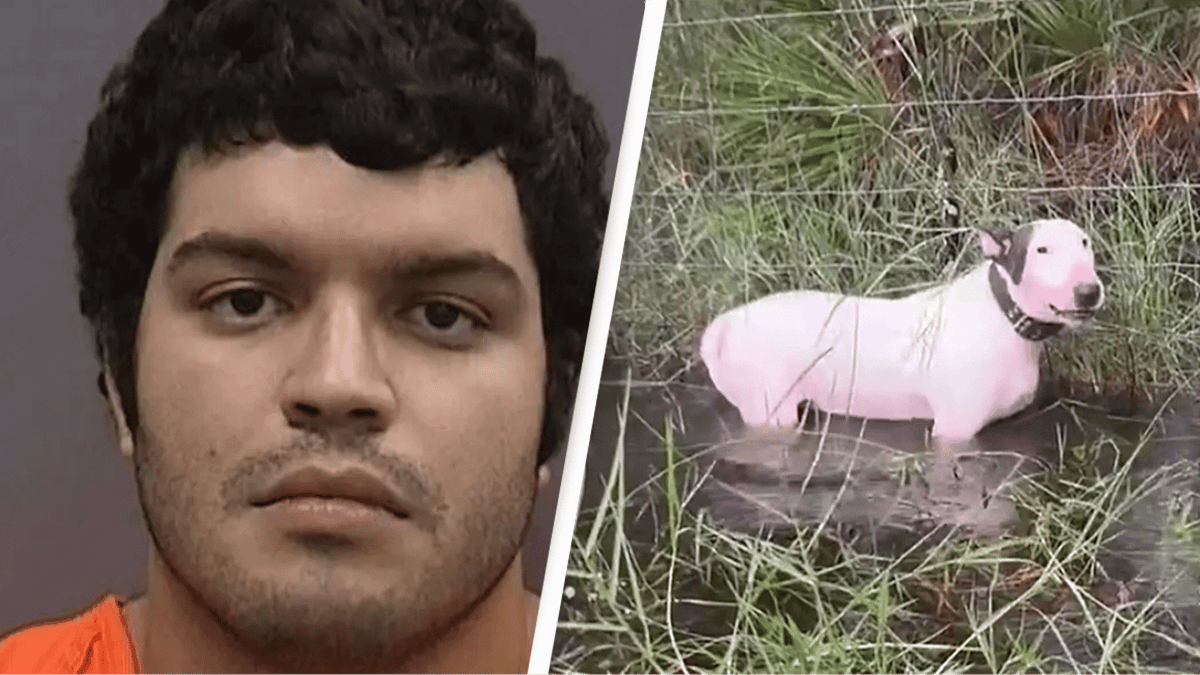 Man whose dog was found tied to fence in Hurricane Milton gives ...