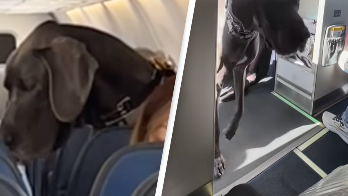 People divided after video shows passenger bringing ‘emotional support’ Great Dane on flight