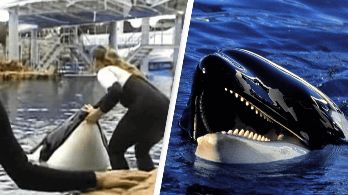 Haunting last image of SeaWorld trainer moments before trapped orca