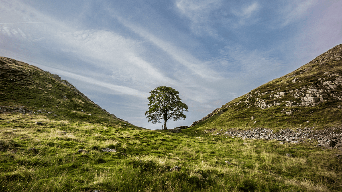 Criminals who chopped down 150-year-old tree finally explain why they ...