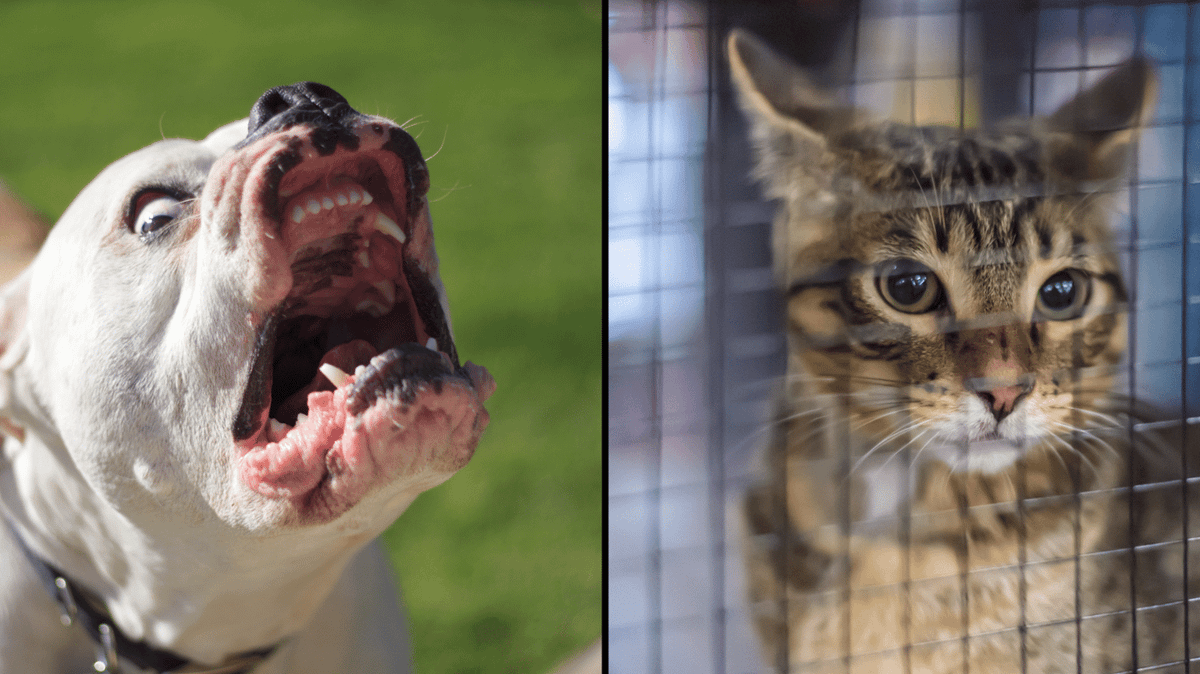 UK dog fighting rings are using people's pets as bait