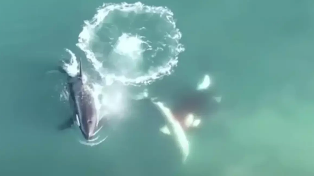 World's first aerial footage of killer whales hunting and killing great ...