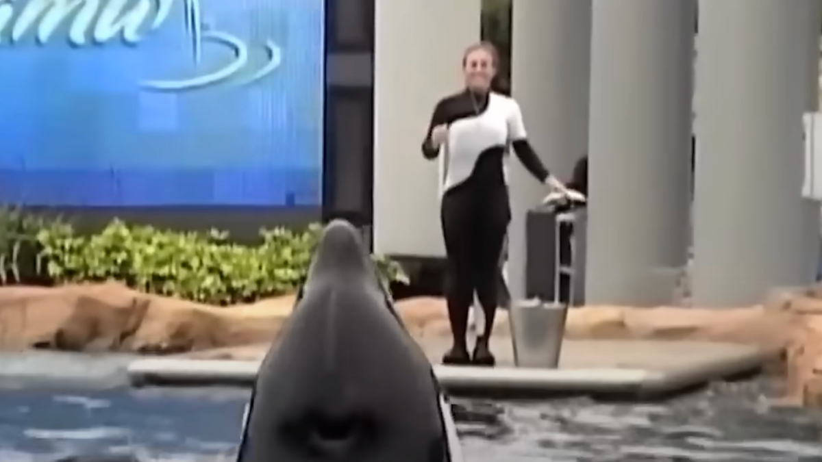 Chilling image shows final moment before orca found with dead SeaWorld ...