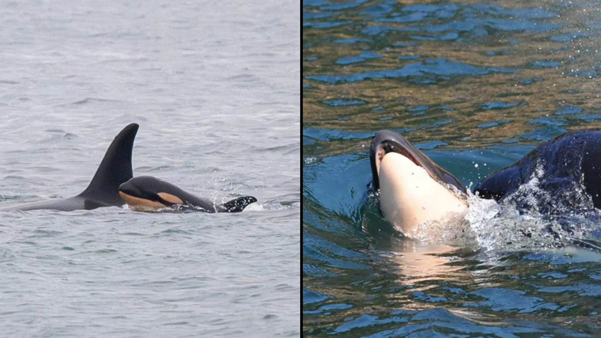 Whale who carried dead calf for 17 days across 1,000 miles of ocean loses another newborn