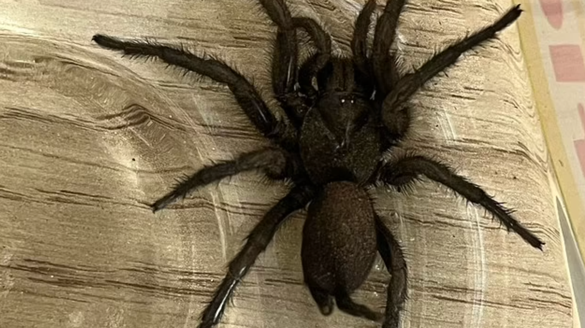 Urgent warning to Brits as venomous 'Europe's largest spider' arrives in UK