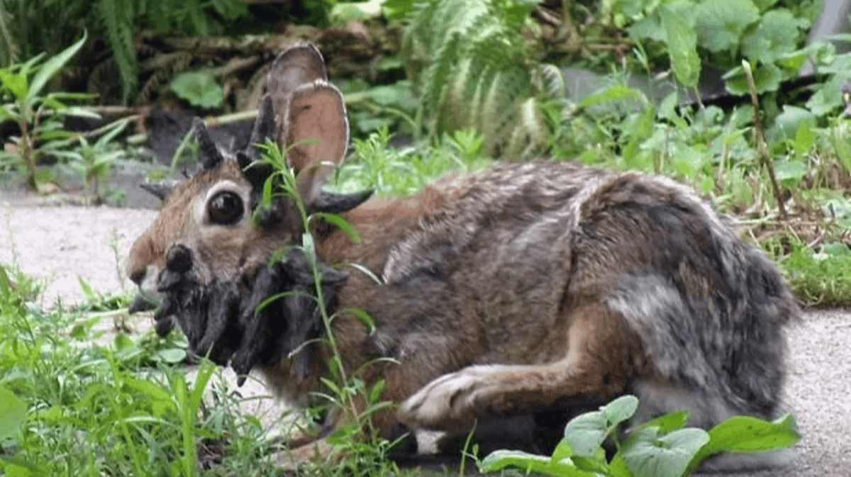 Everything we know about 'Frankenstein' rabbits with face tentacles as ...