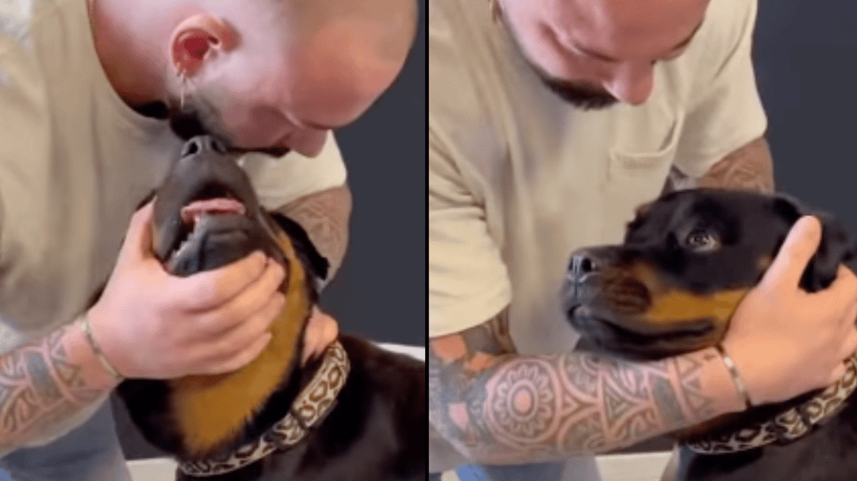 Dog left in shock after animal chiropractor cracks her neck in wild ...