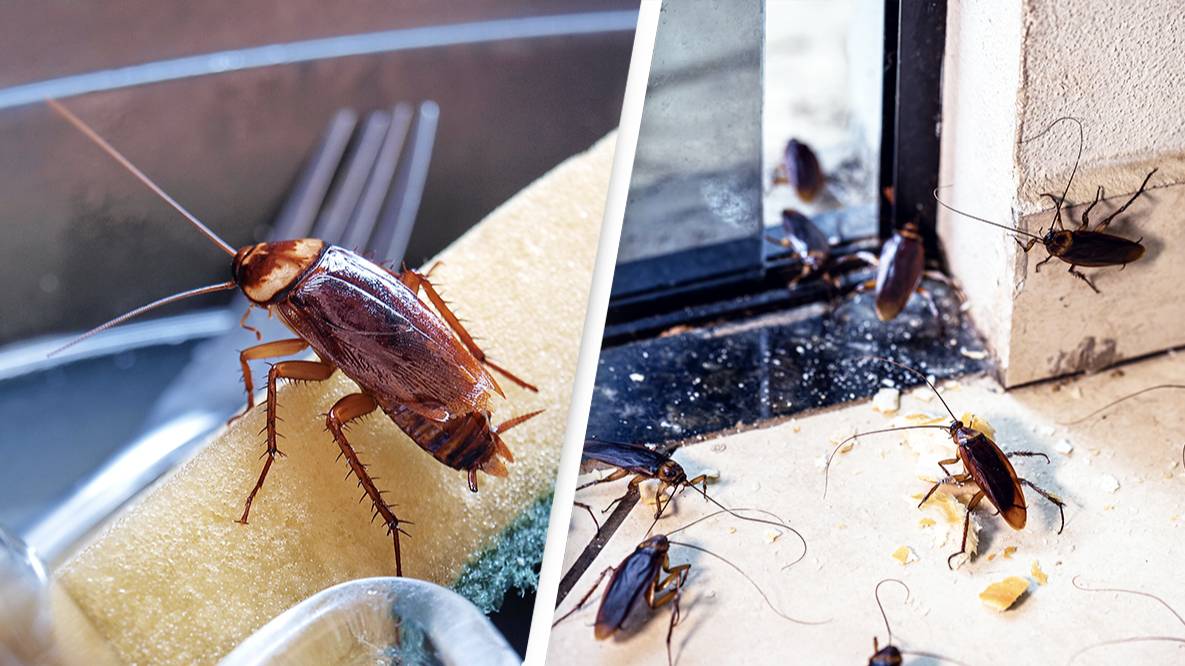 Pest Controller Offering People 2000 To Release Cockroaches In Their