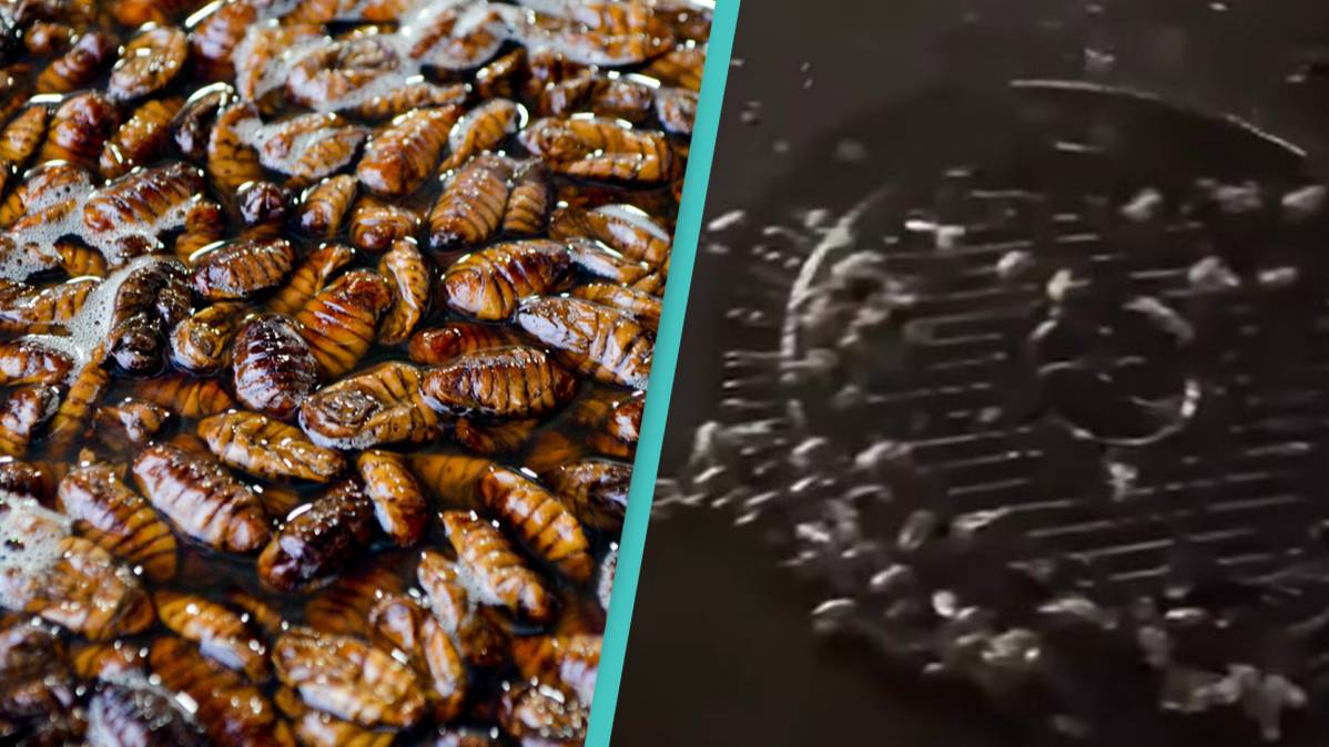 2022 South Korean floods: Video shows tidal wave of cockroaches