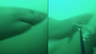 恐怖的GoPro镜头显示潜水员用长矛挡住了一条大的白鲨鱼