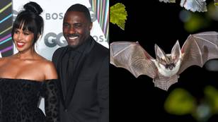 伊德里斯·埃尔巴（Idris Elba）和他的妻子被蝙蝠打断了淋浴性