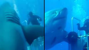 “有史以来最大的”大鲨鱼的镜头使人们惊呆了
