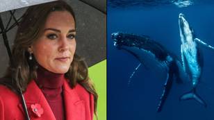 福克斯新必威备用网闻尴尬地称凯特·米德尔顿为“鲸鱼公主”