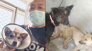 慈善机构营救了将近400只狗到中国狗肉节上