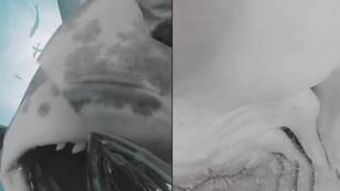 令人着迷的时刻鲨鱼吞噬了潜水员的相机，并展示了它的内部