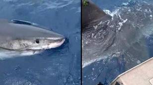 巨大的大白鲨鱼从船上从水表中出来后，面对面与渔民面对面
