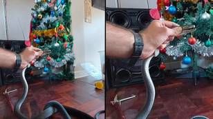 一家人震惊了世界上最危险的蛇之一从圣诞树下面溜走