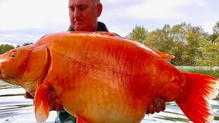 英国钓鱼者抓住了世界上最大的金鱼之一