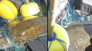 重新铺面的镜头展示时刻的海龟被发现纠缠于价值近4000万英镑的可卡因