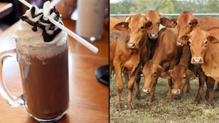 令人震惊的美国人实际上认为巧克力牛奶来自棕色母牛