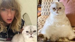 泰勒·斯威夫特（Taylor Swift）的猫奥利维亚（Cat Olivia）是世界上第三富宠物，净资产为9700万美元