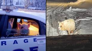 警察给猪埃尔维斯·皮格斯利（Elvis Pigsley）逃脱并在街道上徘徊后，给猪叫一个电梯回家
