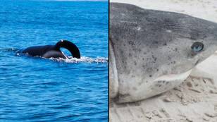 杀手鲸在残酷的杀戮中撕开17只鲨鱼的肝脏