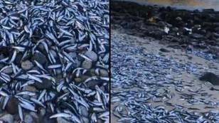 成千上万的鱼在海滩上死了，没人知道为什么