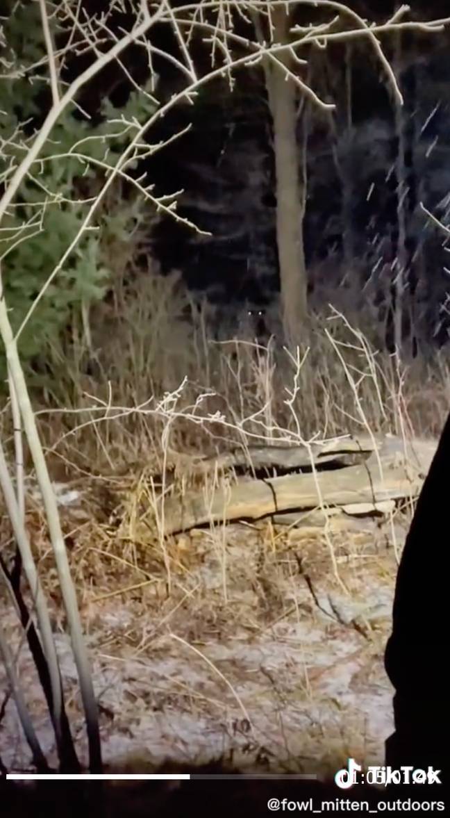 在Dostert的一部视频中，可以看到发光的眼睛从林地中凝视着。学分：tiktok/fowl_mitten_outdoors