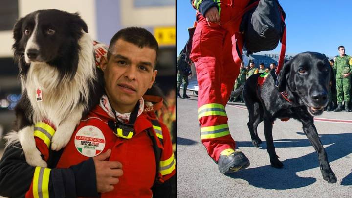 墨西哥著名的戴着护目镜的救援犬正在为英雄土耳其地震任务部署