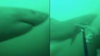 恐怖的GoPro镜头显示潜水员挡住了一条长矛的大白鲨