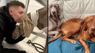 男人说，他面对18,000英镑的兽医账单，让她活着，他“不会让他的狗死”