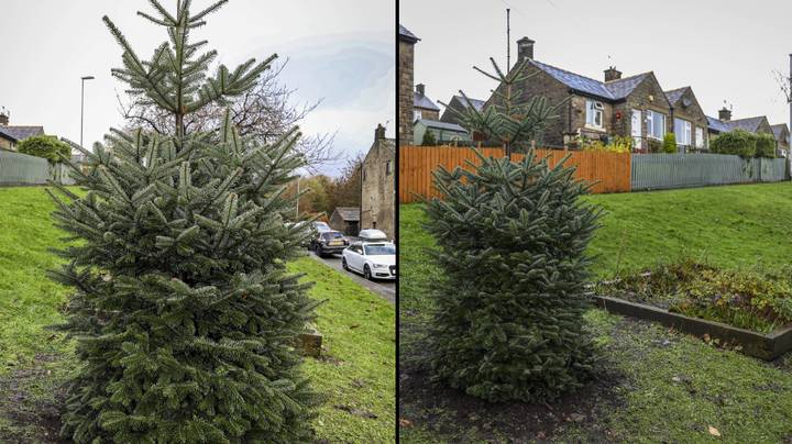 当地居民抱怨圣诞树的大小，理事会花费1,450英镑