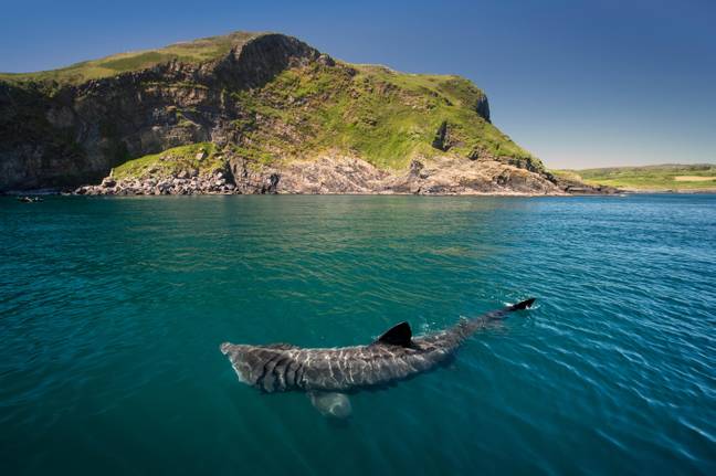 作为参考，这是一条bas鲨。图片来源：Cultura Creative RF/Alamy