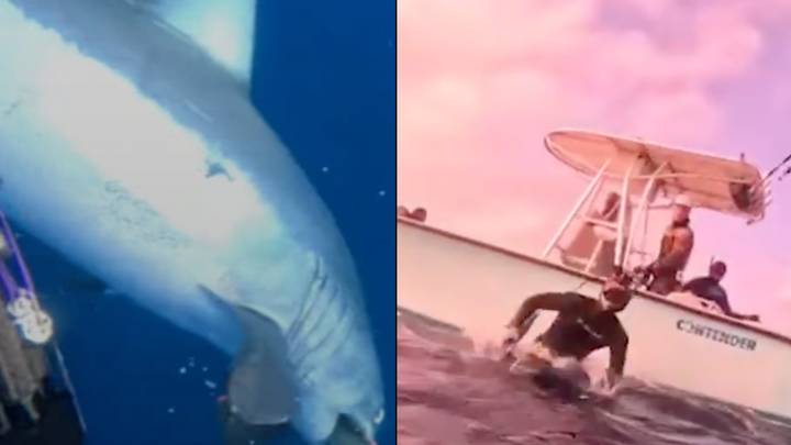 恐怖的镜头显示潜水员的尖叫声以寻求帮助，因为他受到世界上最快的鲨鱼的攻击