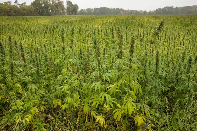 大麻，它真正对我们有什么作用？学分：Joern Sackermann / Alamy Stock Photo