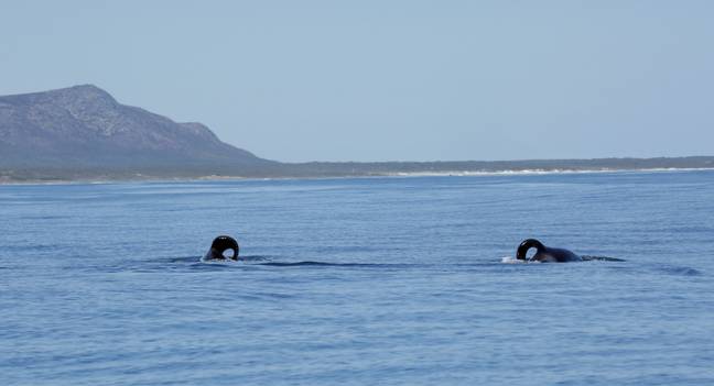 港口和右舷，逆戟鲸恐吓了南非的海洋生物。信用：海洋动力保护信托基金|克里斯汀·韦塞尔（Christine Wessels）