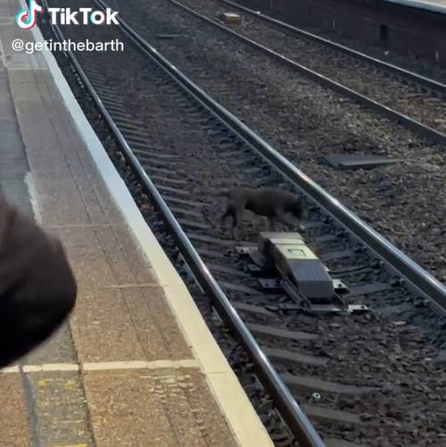 这只狗在火车轨道上遇到困难。学分：tiktok/@getinthebarth