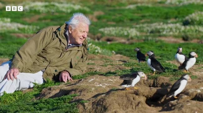 阿滕伯勒（Attenborough）有一些可爱的海雀。学分：BBC