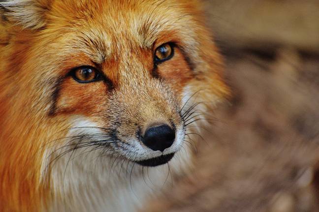 2004年禁止狐狸狩猎。信贷：Pixabay