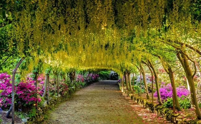 有毒植物是科尔温湾皇后花园公园的花坛。信用：PA图像/Alamy Stock Photo
