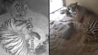 切斯特动物园出生了两个濒临灭绝的苏门答腊虎幼崽