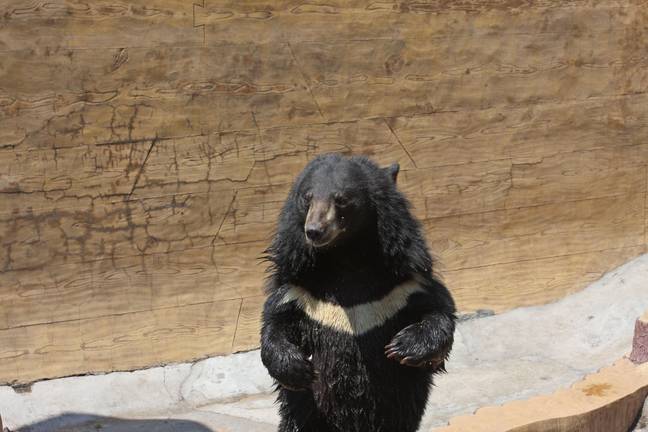 熊被转移到动物保护区。学分：Alamy / Toby de Silva