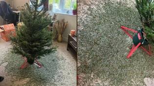 女人警告别人关于阿尔迪（Aldi）圣诞树的“掉落在碎片”时，她就回家了