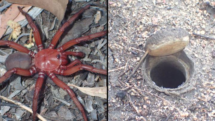 在澳大利亚发现的巨型新陷阱门蜘蛛令人恐惧